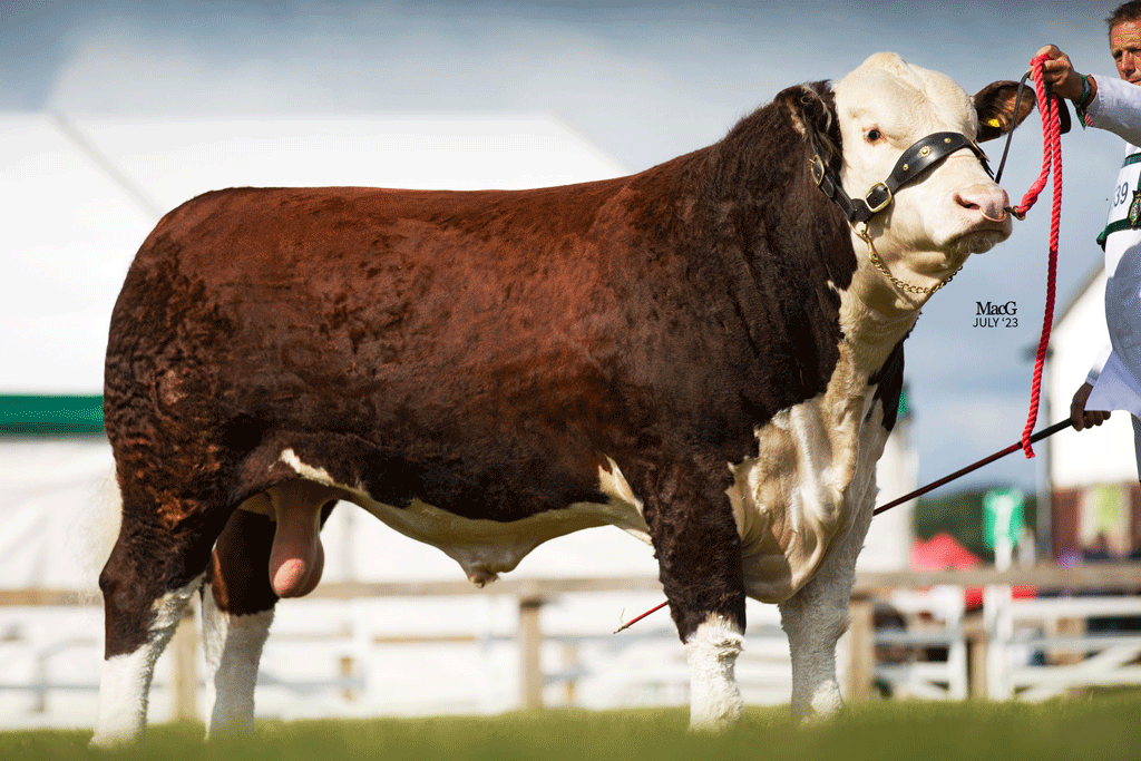 Coley 1 Vincent bred by H Whittaker, owned by L Jackson-Carr - jointed bull of the year