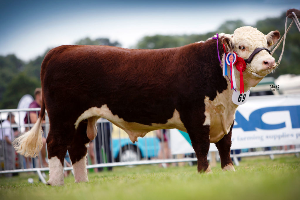 National Hereford Show goes online Hereford Cattle Society