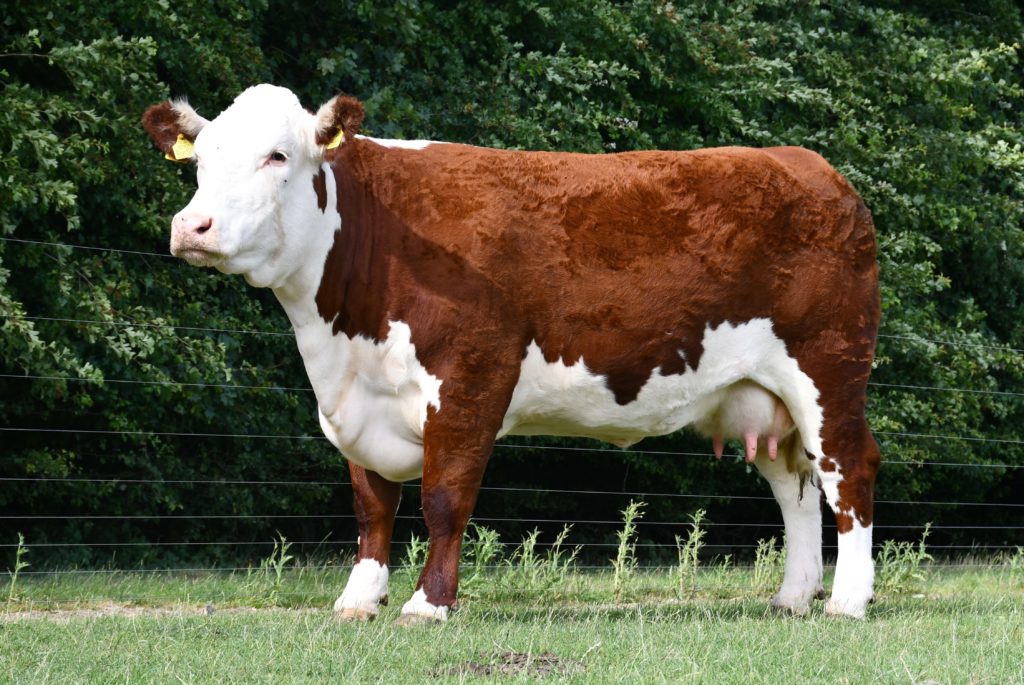 Pulham herd dominates online National Hereford Show Hereford Cattle