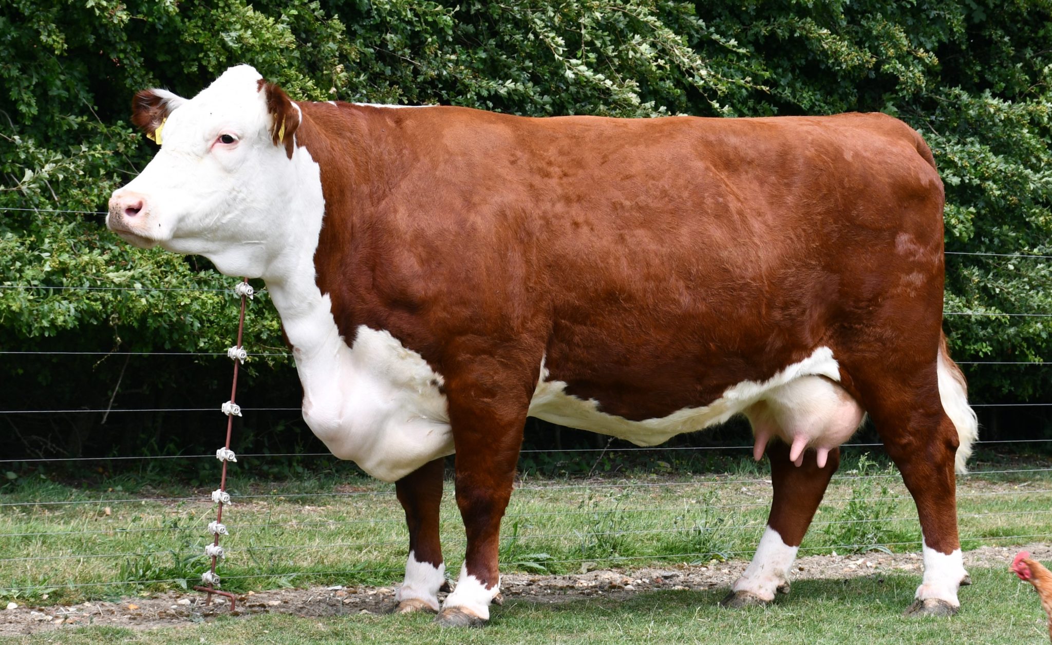 Pulham Herd Dominates Online National Hereford Show Hereford Cattle pulham-herd-dominates-online-national-hereford-show-hereford-cattle