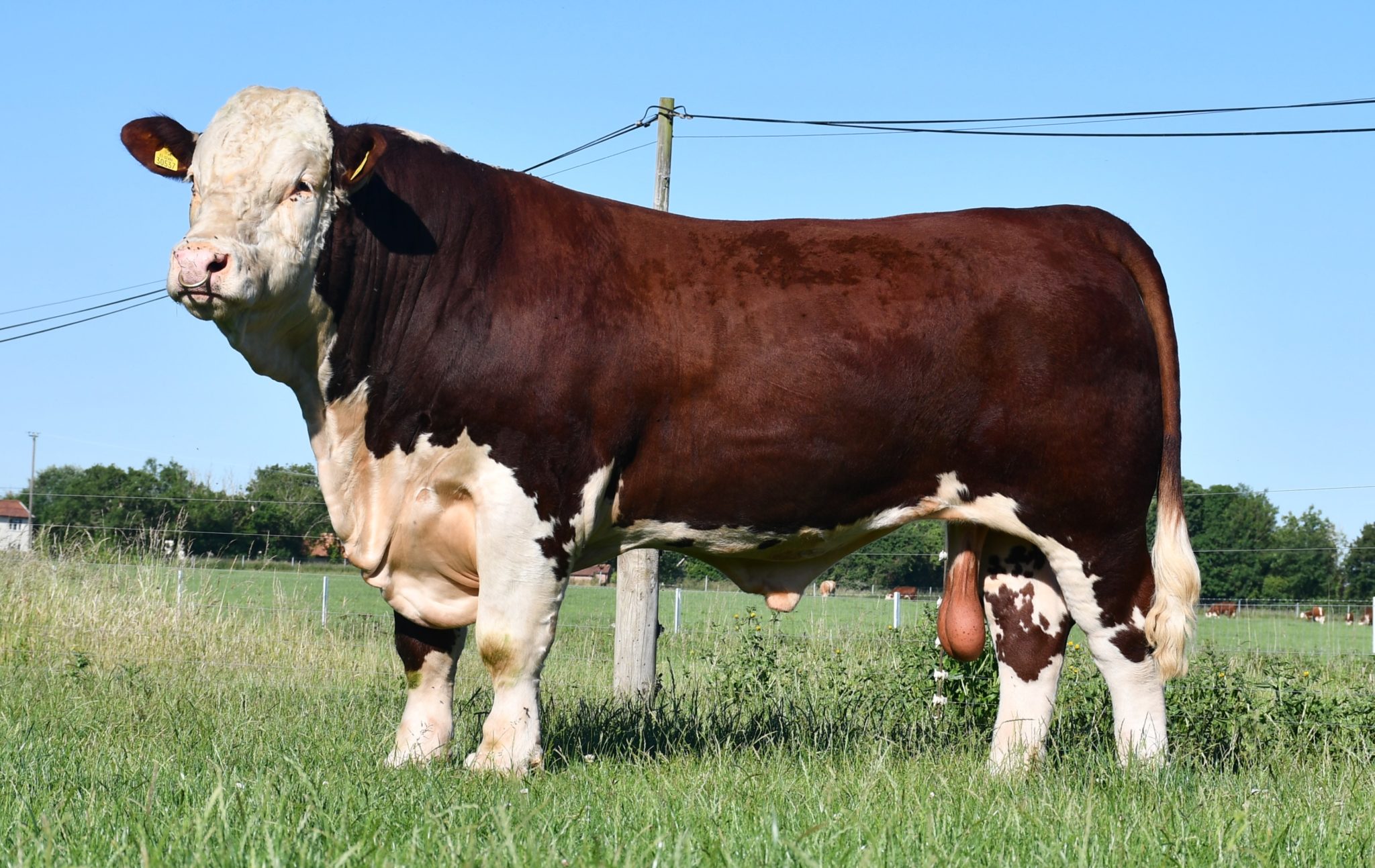 Pulham herd dominates online National Hereford Show Hereford Cattle