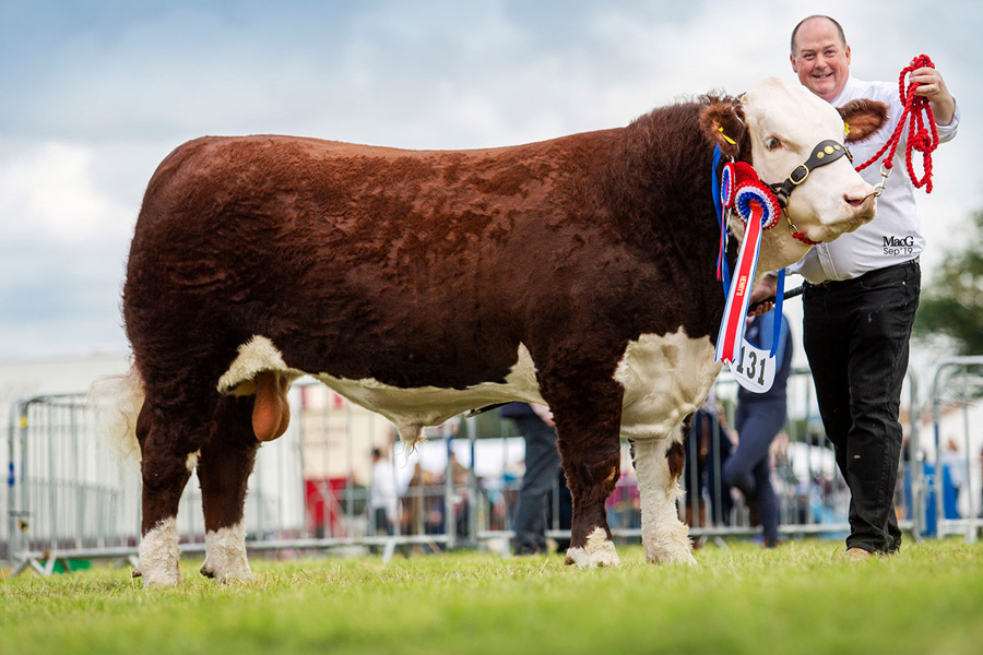 Moralee 1 Rebel Kicks KS R12 (S) Hereford Cattle Society