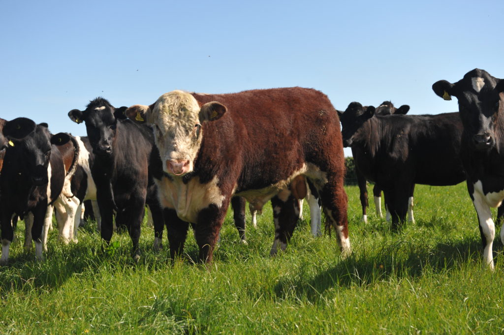 Hereford add value to NZstyle dairy Hereford Cattle Society