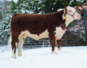 UK record price for a Hereford female