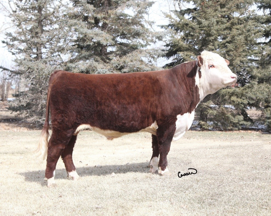 Tlell 8N Red Zulu 1Z (Semen) (Imp CAN) Hereford Cattle Society