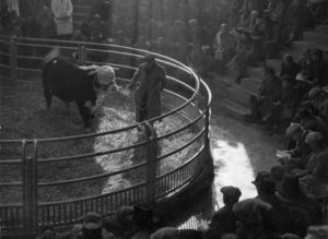 Centenary of the herd book