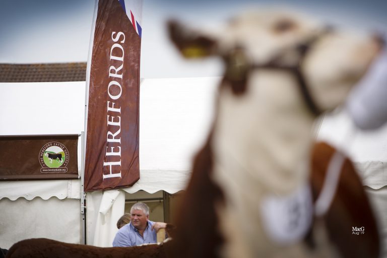 National Hereford Show cancelled for another year Hereford Cattle Society