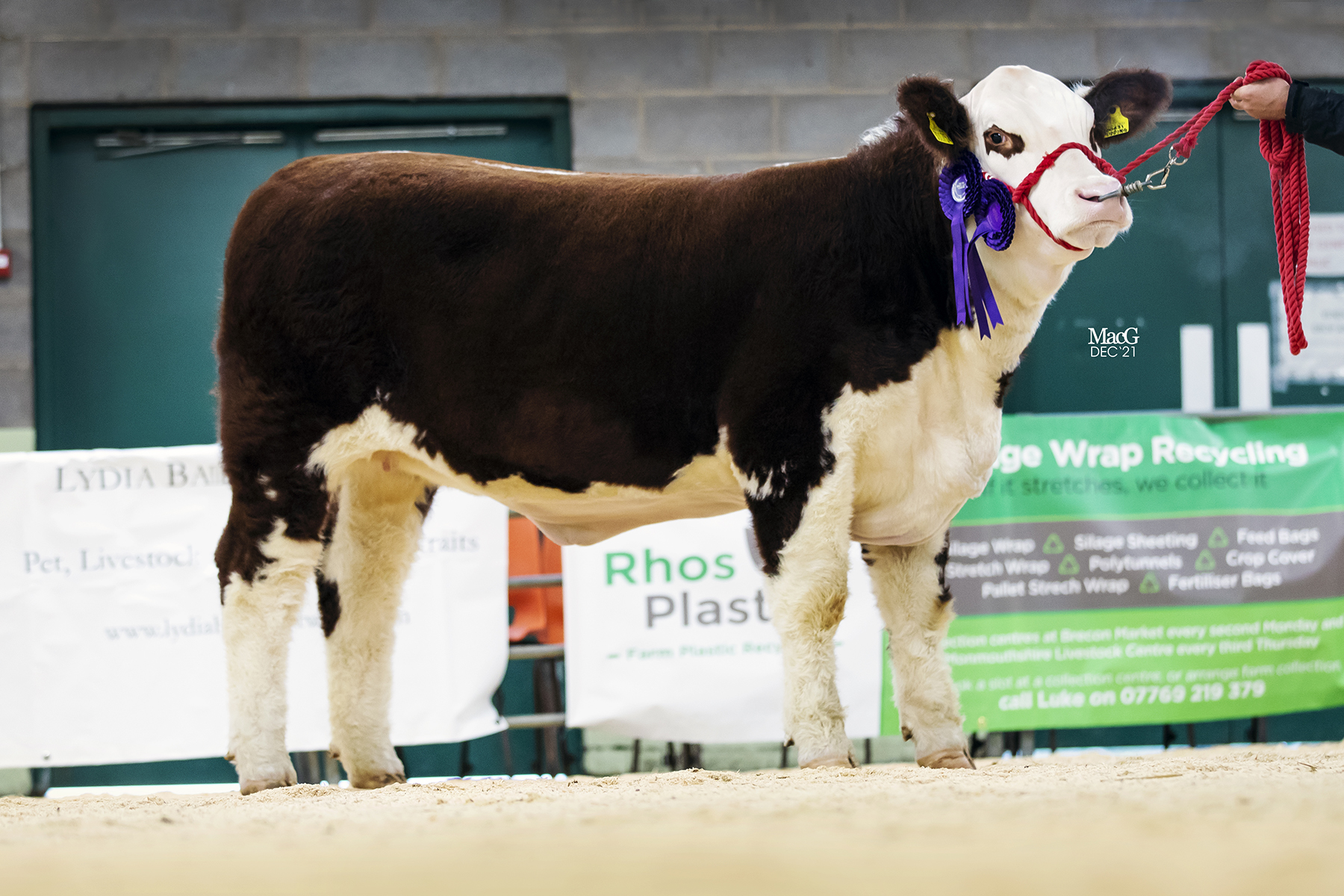 Spartan strikes supreme at Christmas calf show - Hereford Cattle Society