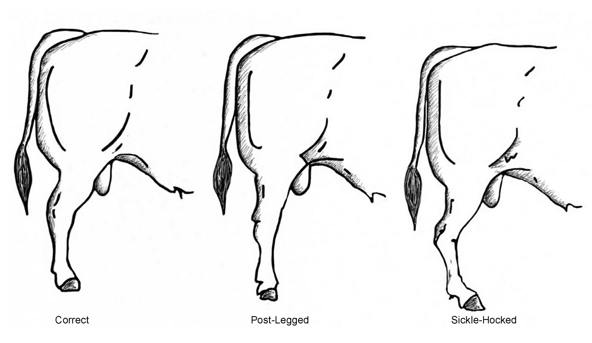 Assessing cattle Hereford Cattle Society