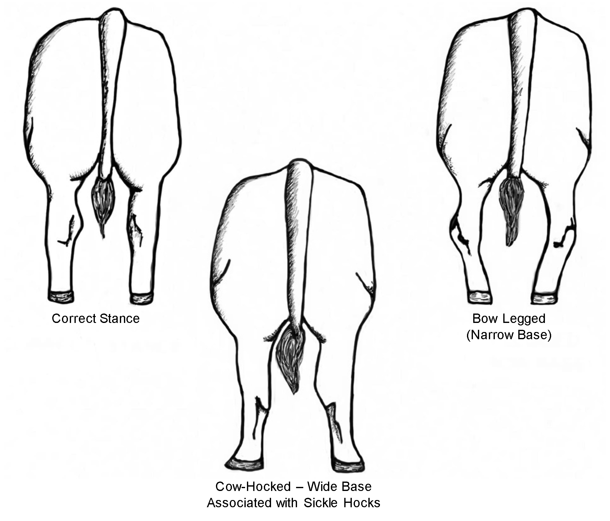 Assessing cattle Hereford Cattle Society
