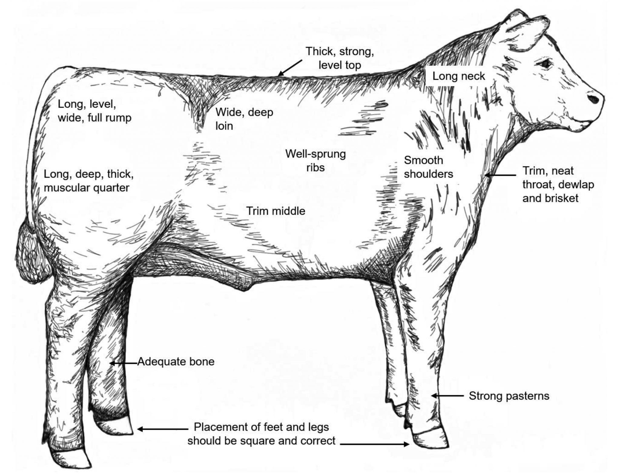 Introduction to judging Hereford Cattle Society