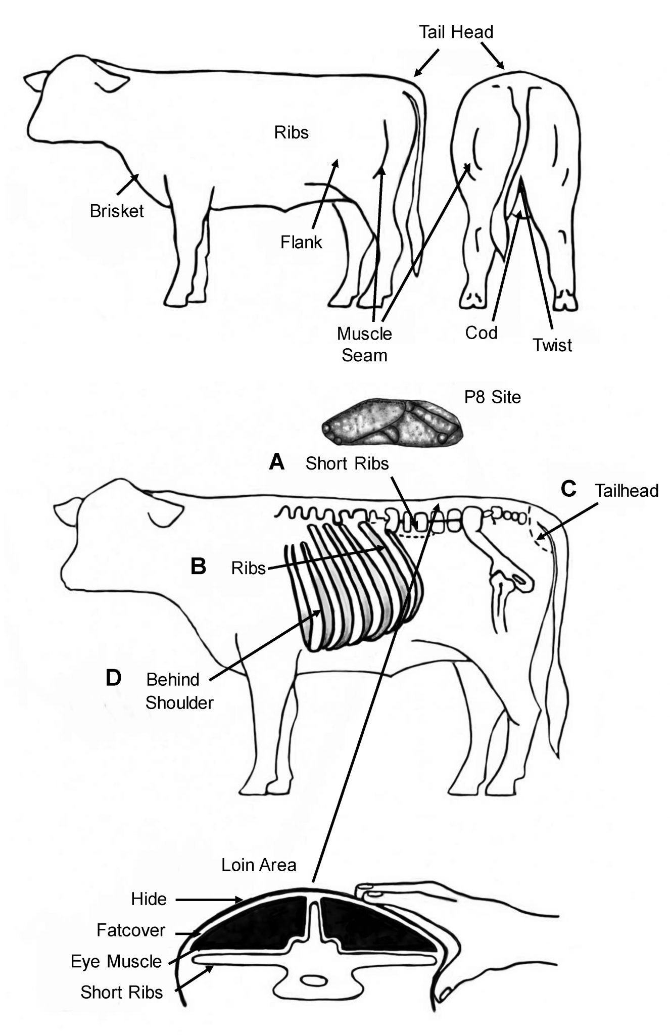 Assessing cattle Hereford Cattle Society