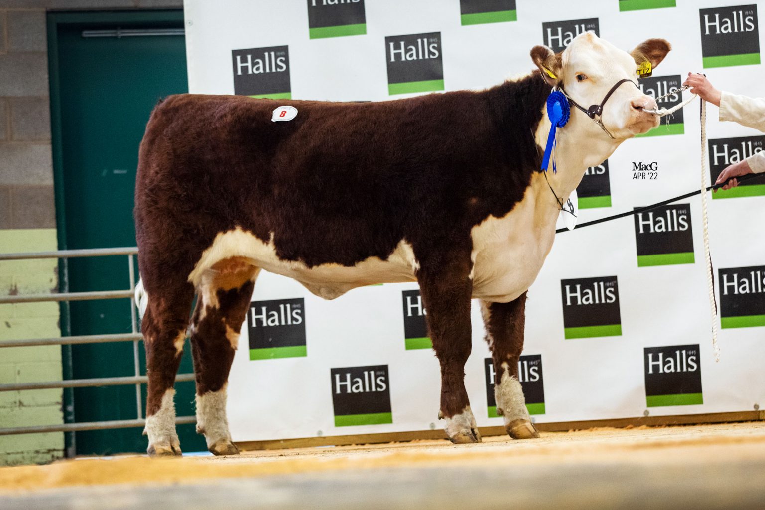 Virus spikes spring sale trade at 11,000gns - Hereford Cattle Society