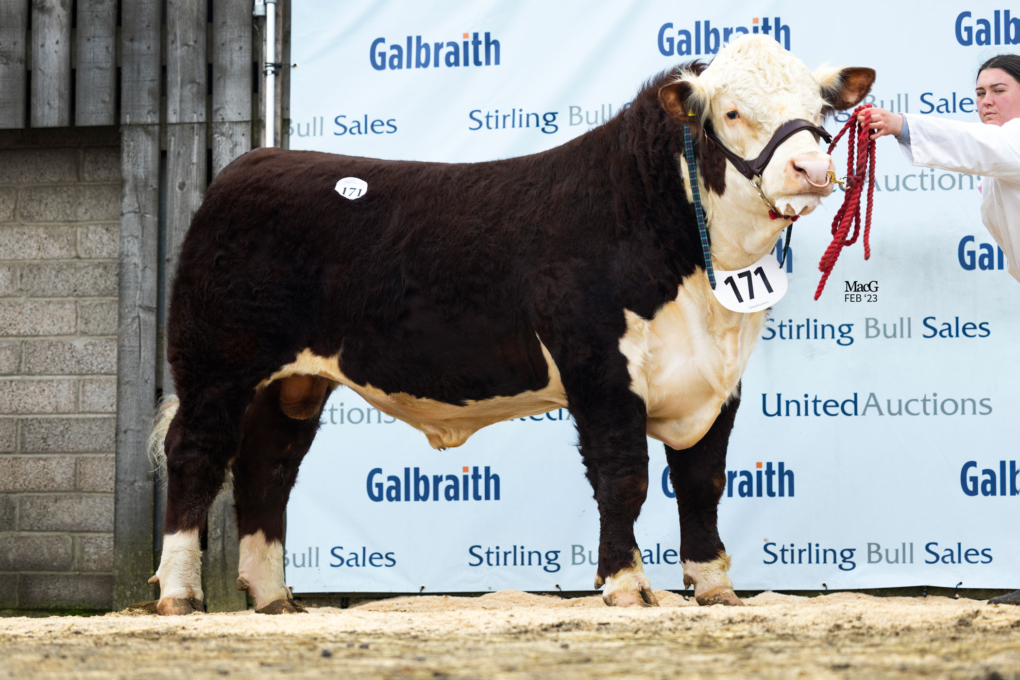 4,000gns top at Stirling - Hereford Cattle Society