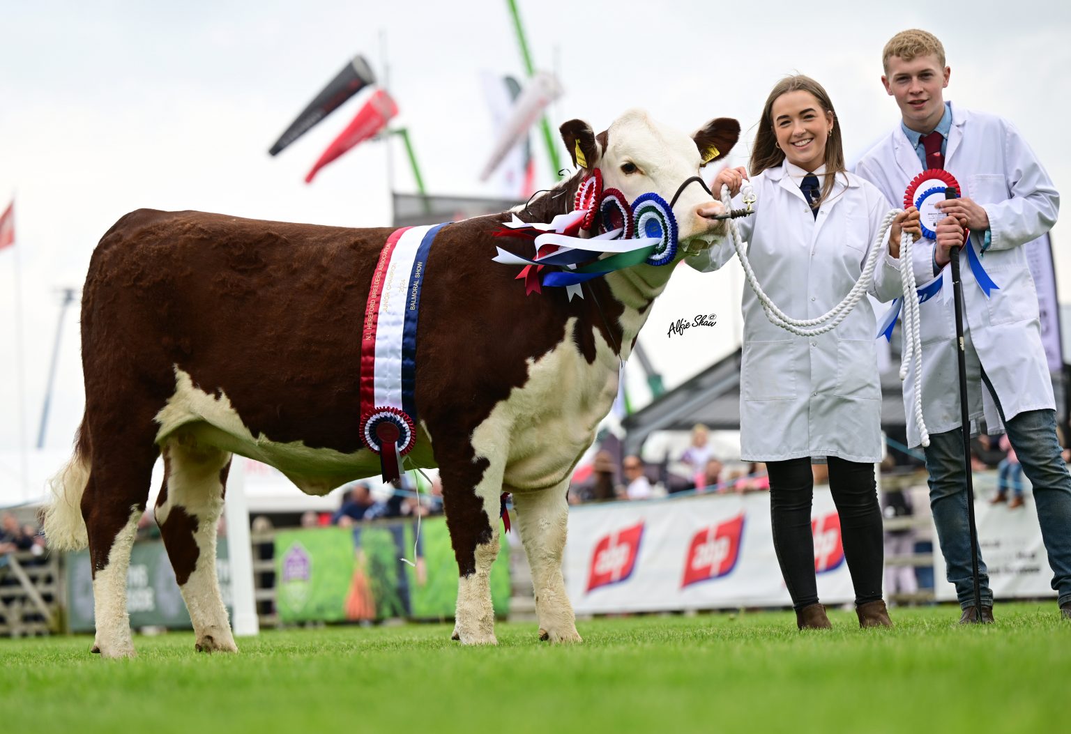 Fantastic Display Of Hereford Cattle At Balmoral Show 2024 Hereford fantastic-display-of-hereford-cattle-at-balmoral-show-2024-hereford