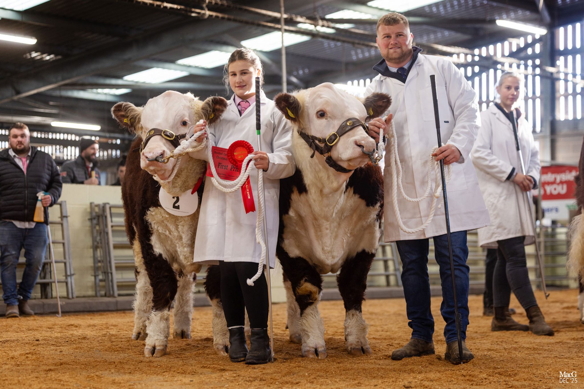 herefords-finish-2025-on-a-high-hereford-cattle-society